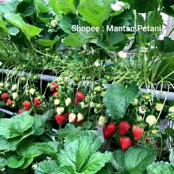 bibit tanaman strawberry rosalinda ( Original )