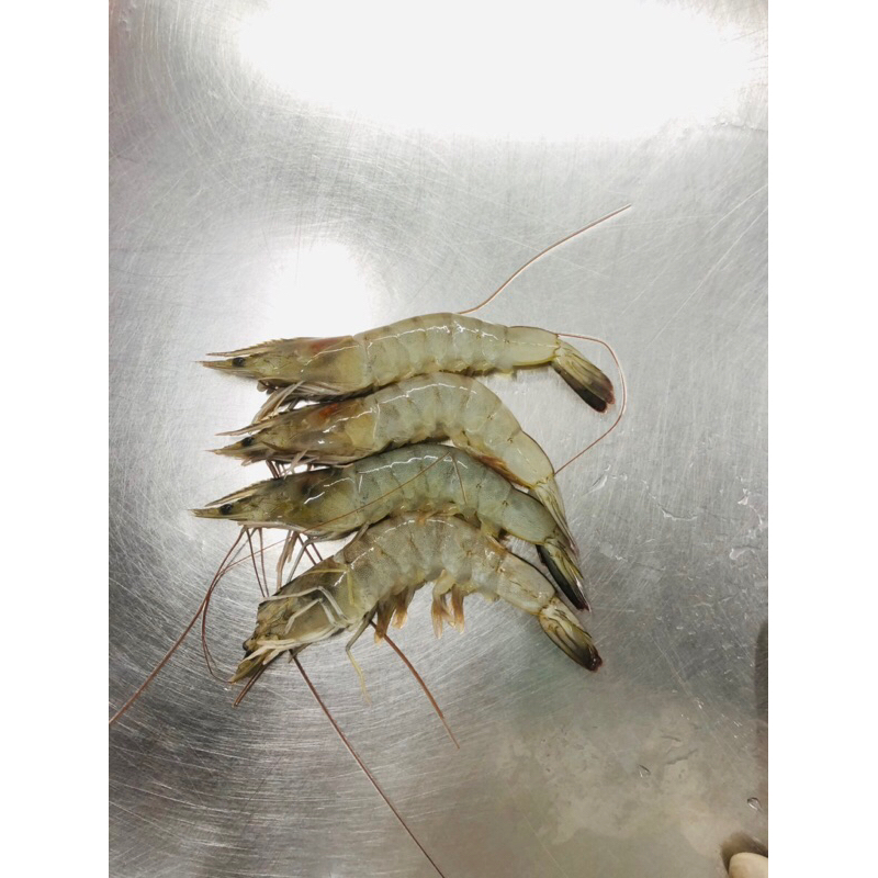 

Udang Size Kecil