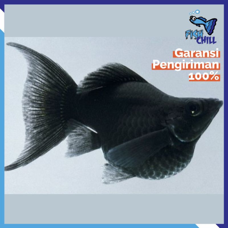 Hiasan Aquarium • MOLLY BLACK CAWANG • Aquascape Soliter Mini Lampu LED Batu Pasir Malang Aksesoris 