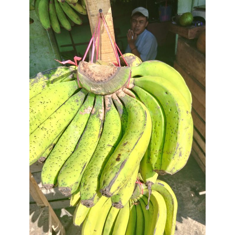 

Pisang lambon/lumut