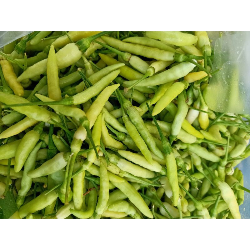 

Cabe Rawit Putih 500 gram Cabai Fresh Baru Petik