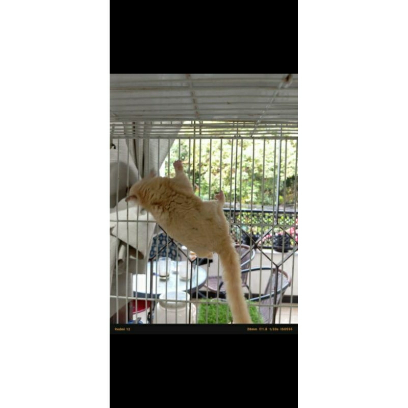 sugar glider pied moza x wf het leu 1pair Proven