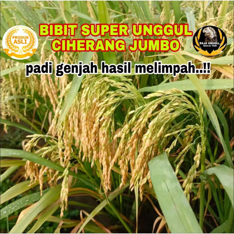 BENIH BIBIT PADI CIHERANG JUMBO KWALITAS SUPER UNGGUL 200gram