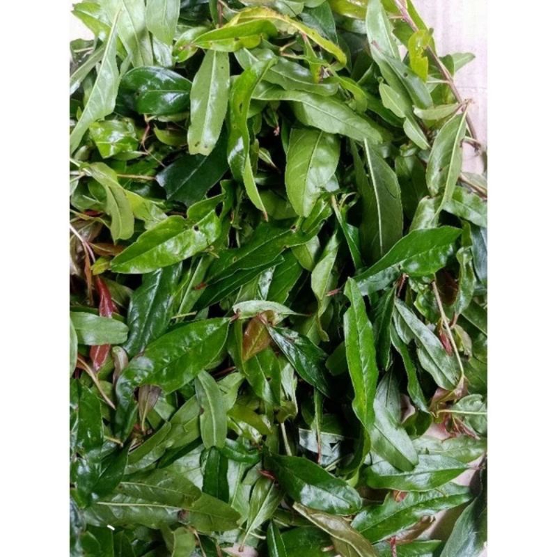 

daun delima merah segar 50 gram