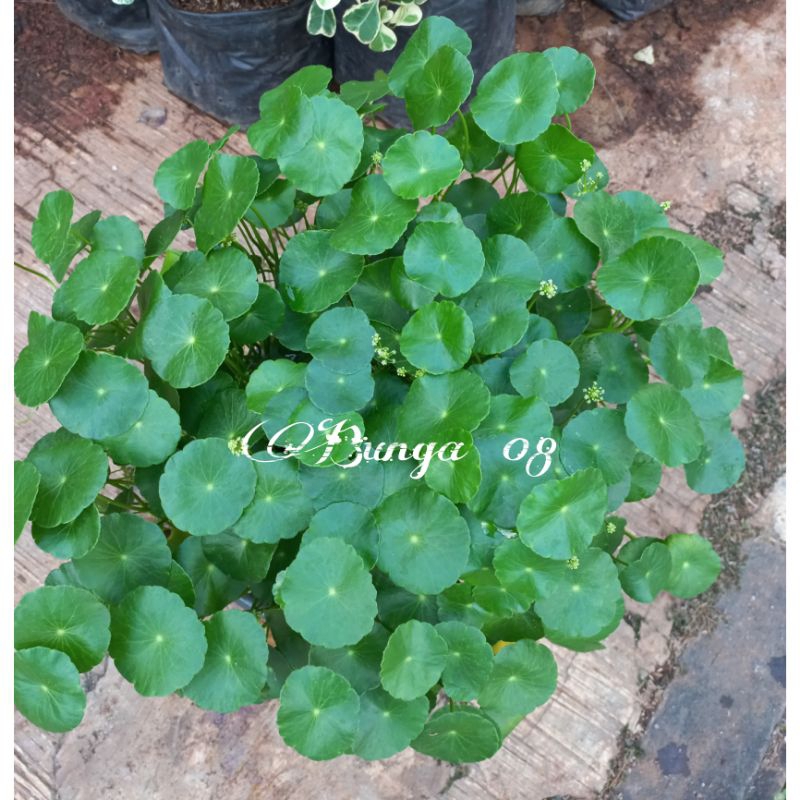 Tanaman pegagan herbal rimbun / tanaman air pegagan antanan