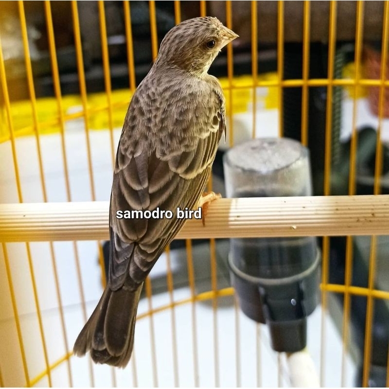 Burung sanger bahan jantan pilihan