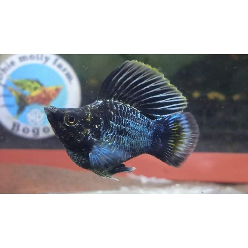 ikan molly blue electric rountail
