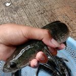 

IKAN GABUS KUTUK FRESH DARI ALAM