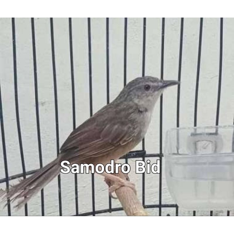 Burung Cigun  Jamin jantan bahan rawatan