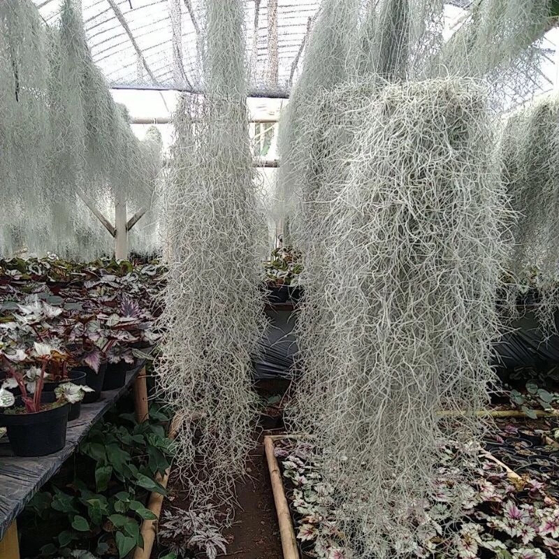 Tanaman Gantung Jenggot Musa / Jenggot Nabi