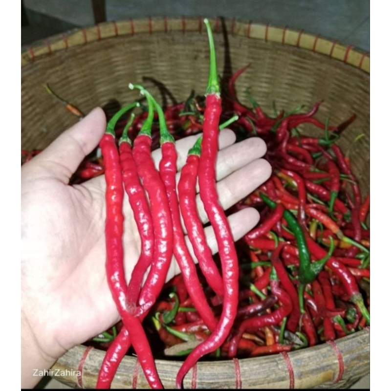 

CABAI MERAH PANJANG