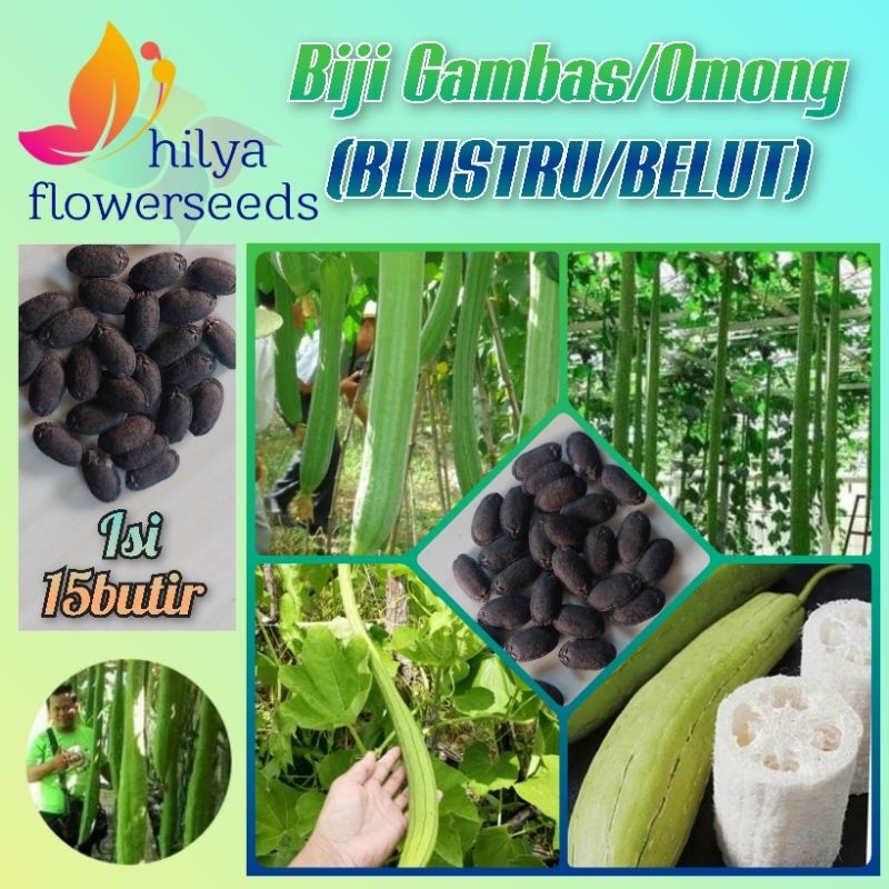 Biji Gambas/Oyong (BLUSTRU/BELUT)