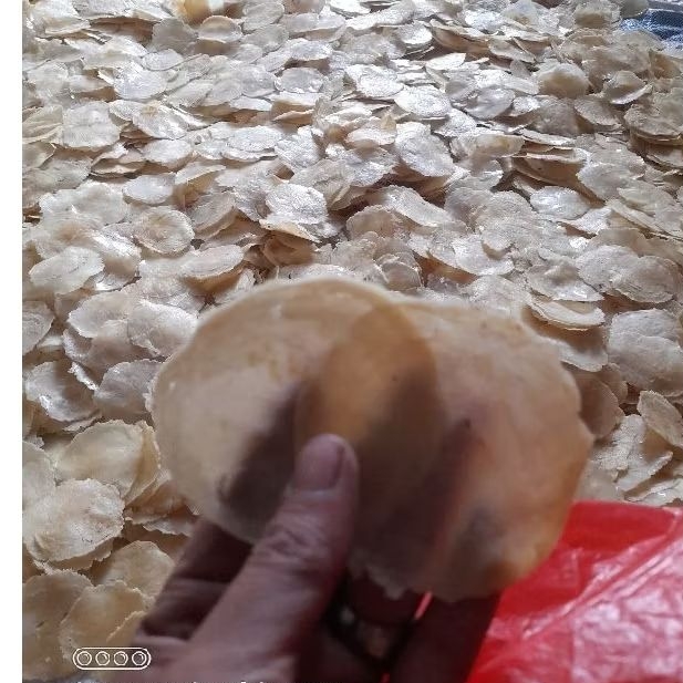 

EMPING MELINJO KEBUMEN UK BESAR (BIJI 4-5)PAKET USAHA PER 10KG