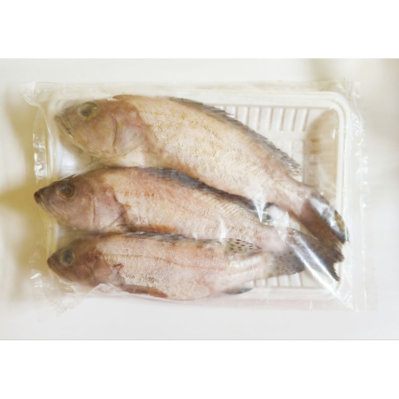 

Ikan Kerapu | Ikan Laut Segar | 430-500gr