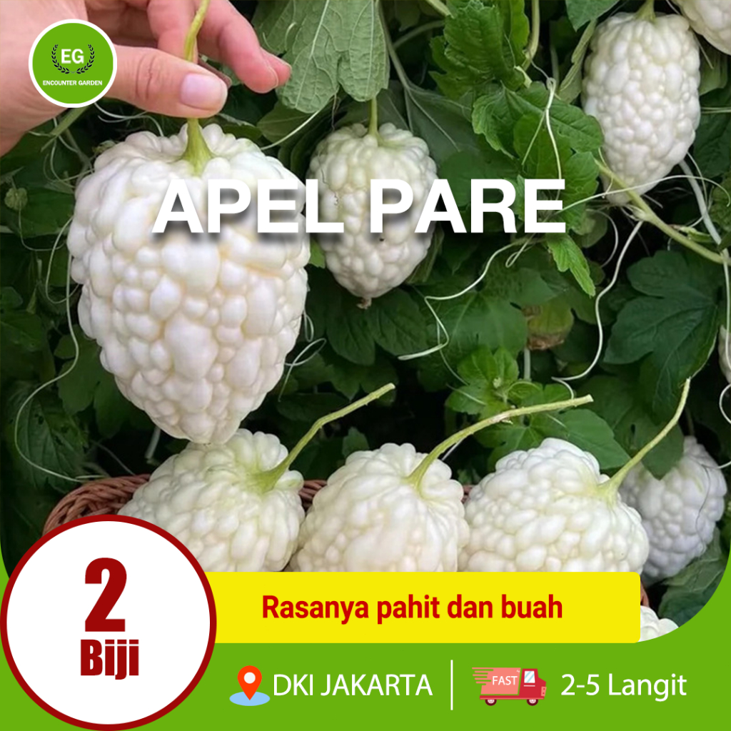 Benih Bibit apel Pare Putih HIGH MOON - Bibit Tanaman Sayur Sayuran Pare Paria Unik Pare Raden Gamba