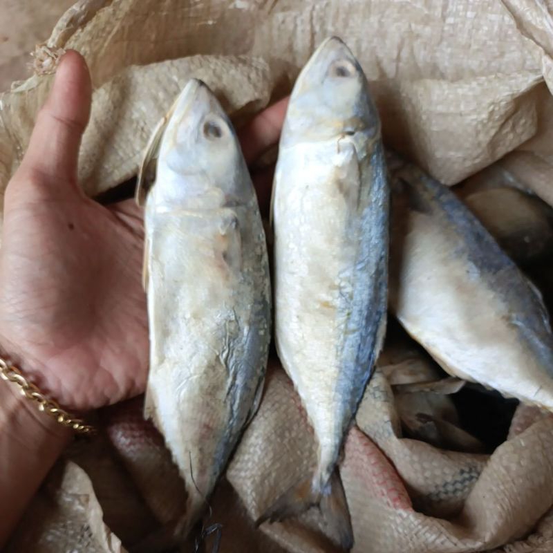 

Ikan Peda Asin (Peda Kudup) /ekor