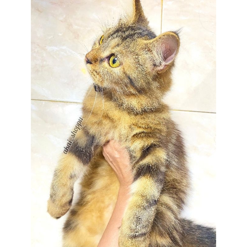 Jual Kucing Kitten | Open Adopsi Kucing Kitten Anakkan | Lepas Adopsi Kucing Kitten Anakkan