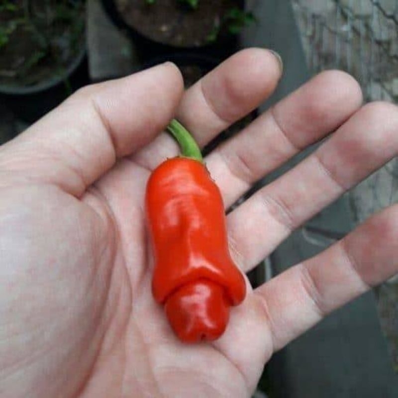 cabai unik cabai porn (3biji)