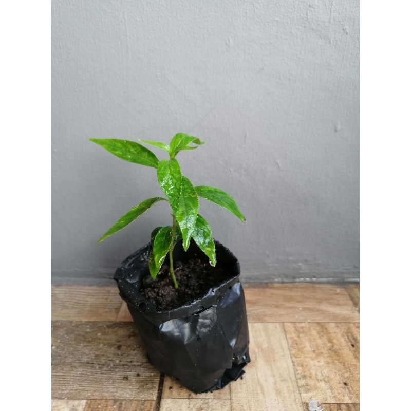 bibit sambiloto bibit daun sambiloto Kho chao