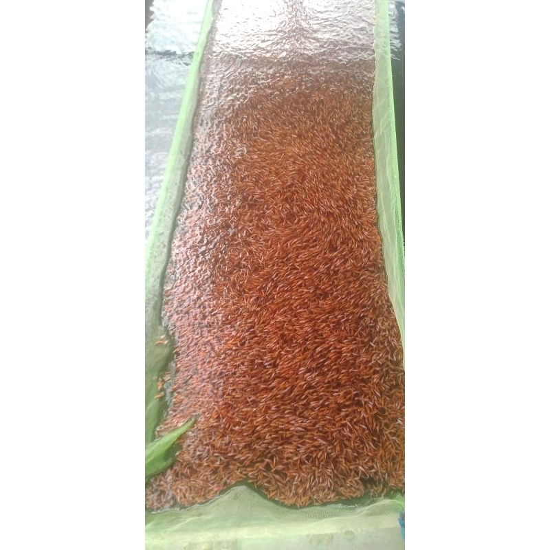 Bibit Nila Merah Bangkok (Monosex) | Ecer | Grosir | Paketan
