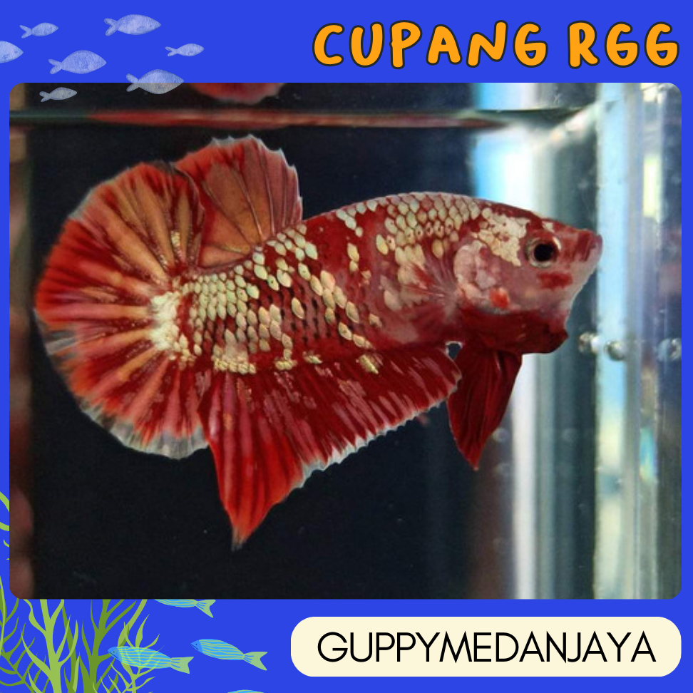 

CUPANG RED GOLD GALAXY / RGG - BUKAN STICKER MAINAN ANAK