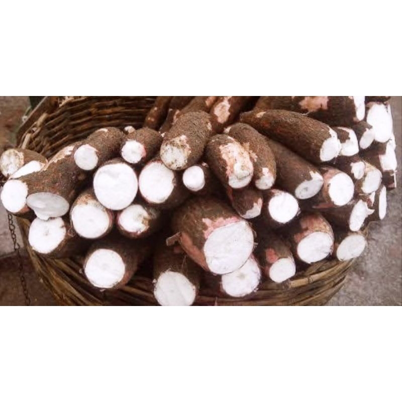 

singkong enak dan pulen 1 kg