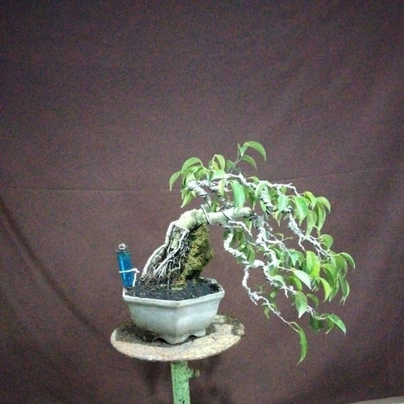 BONSAI BERINGIN BENJAMIN SESUAI FOTO