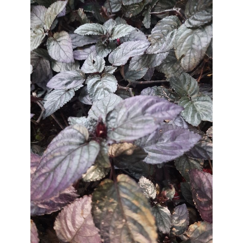 

Daun herbal syaraf/ Remek daging 1 tangkai