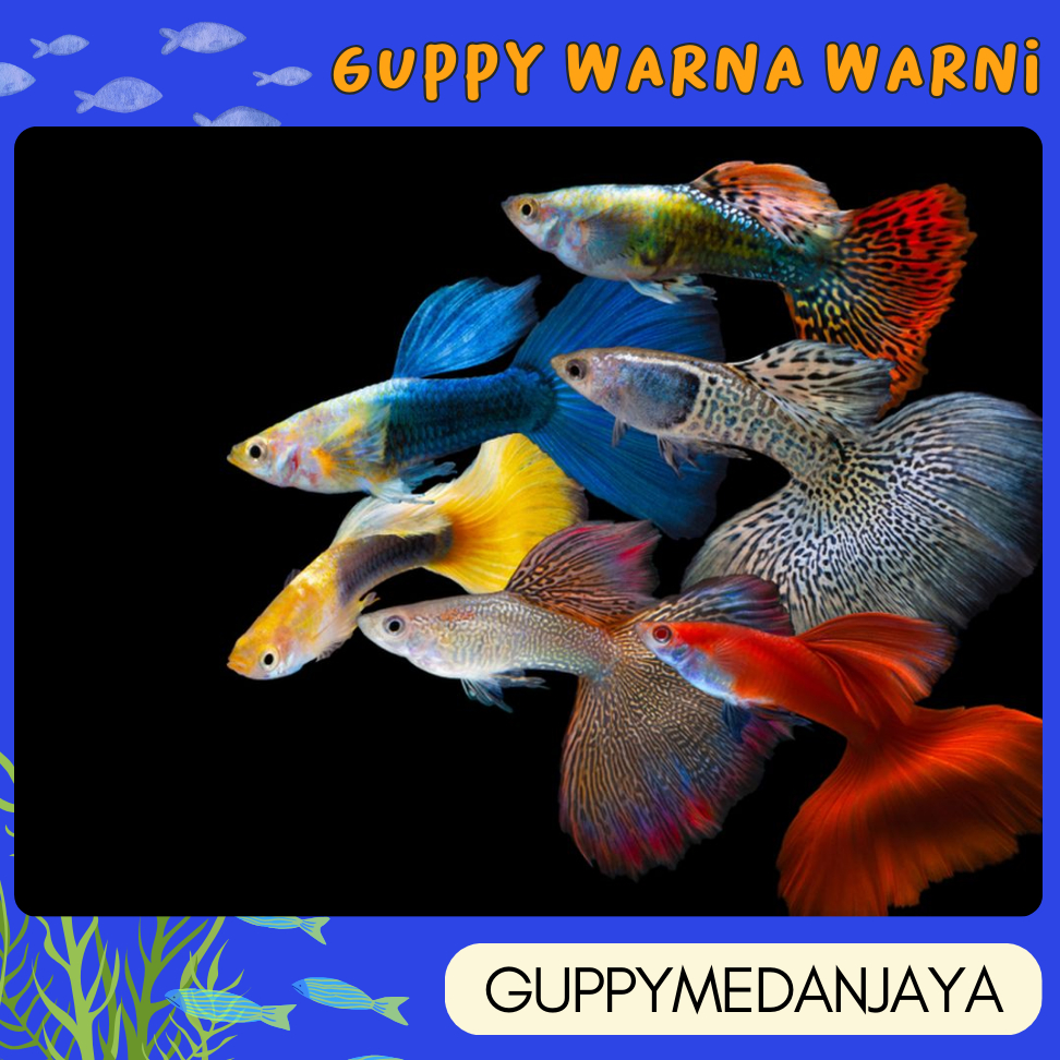 

packing kardus isi busa - guppy aneka warna - ikan hias