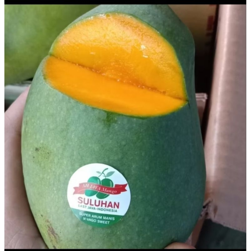 

Mangga Harum super suluhan Manis 1 kg buah