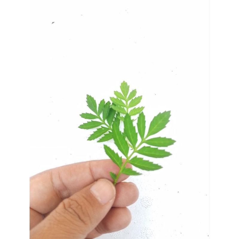 

pucuk daun marigold 25 pcs