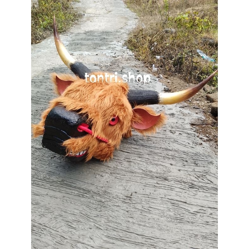 Sport Sistem Bantengan Bulu - Banteng Bulu Korea Hitam - Bantengan - Banteng Gerandongan - Banteng