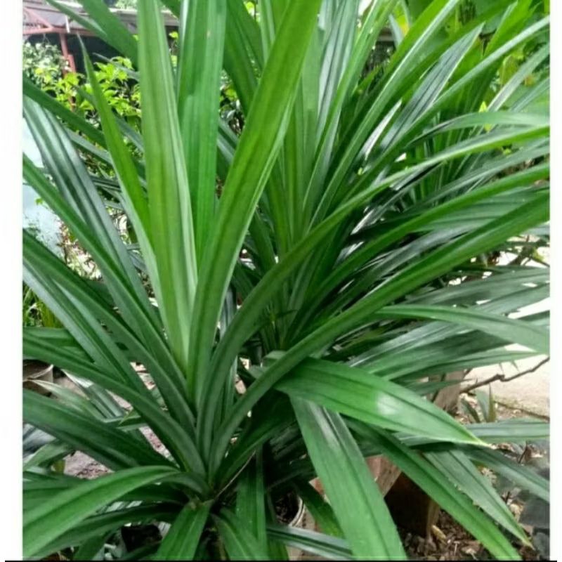 Tanaman pandan wangi, uk dewasa besar+pohon penyedap masakan, daun jumbo dan rimbun