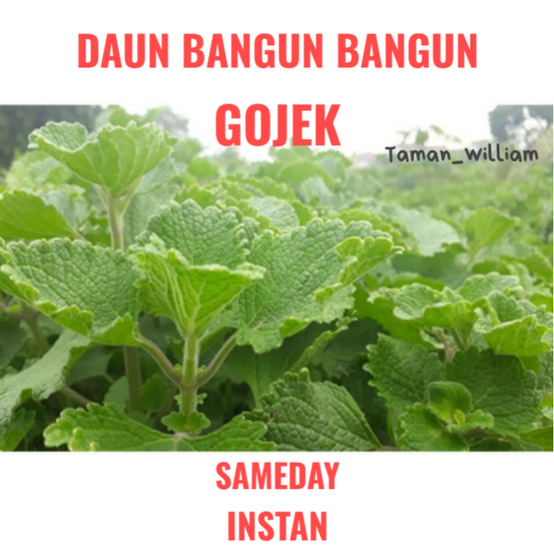 

DAUN BANGUN BANGUN SEGAR LANGSUNG PETIK