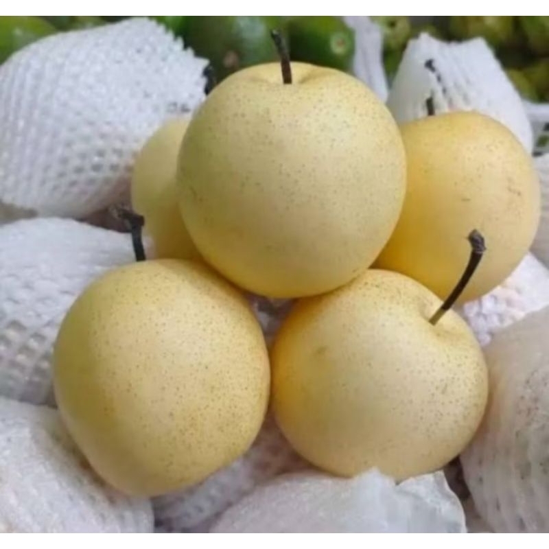 

BUAH IMPORT PEAR CENTURY