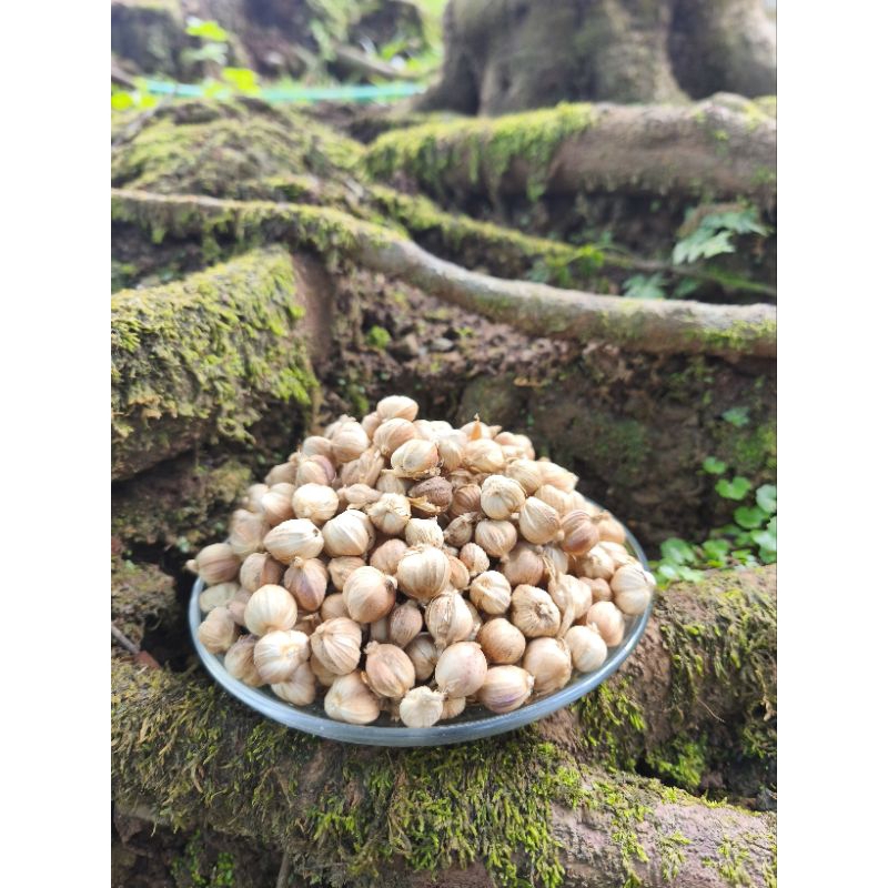 

Kapulaga kapolaga kapol jawa kering organik tanpa pemutih sudah di sortir bersih ready 100g-1kg