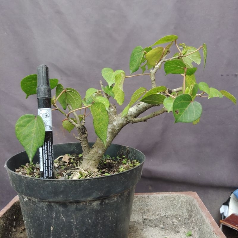 Bahan mame Waru Taiwan / bibit waru taiwan / bibit bonsai / l