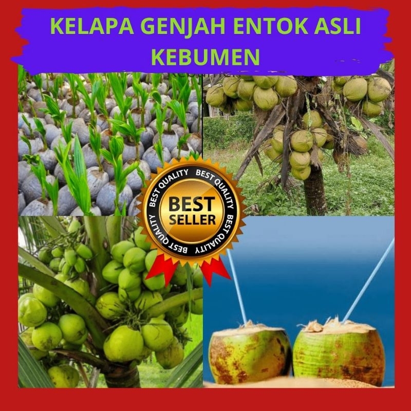 

Isi 5 Pohon Kelapa Entok, Pohon Kelapa Gading, Pohon Kelapa Hibrida