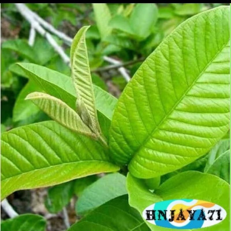 

DAUN JAMBU BIJI SEGAR (ISI 40 LEMBAR) DI PETIK SAAT ADA ORDERAN