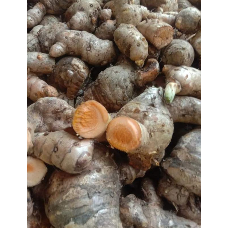 

TEMULAWAK / KONENG GEDE FRESH 500gr