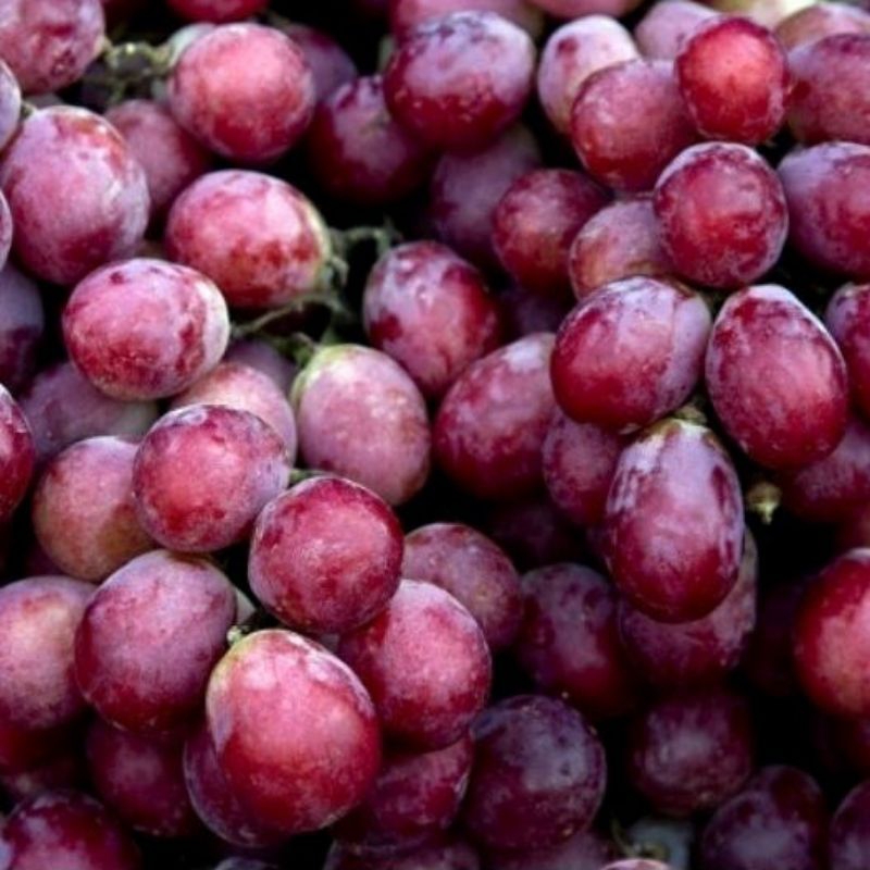 

Buah Anggur Red globe/kilo