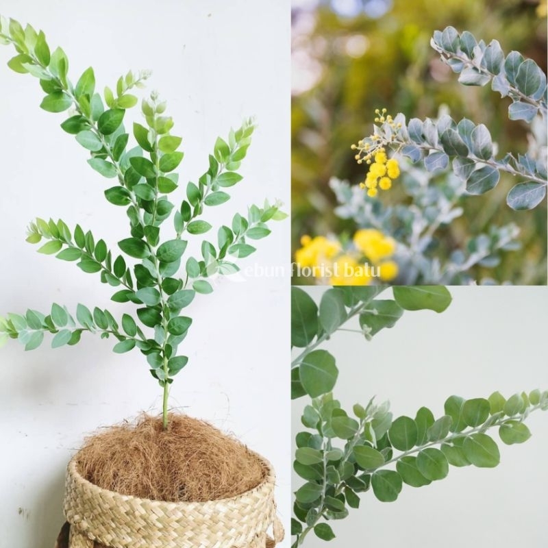 Tanaman Hias Silver Dolar Memusa - Bibit Bunga potong Memusa -Blu Pearl Acacia Tree ( Acacia Podalyr