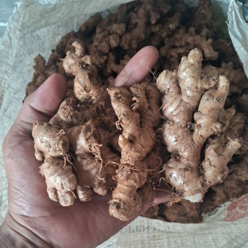 

jahe emprit segar / jahe emprit 1 kg