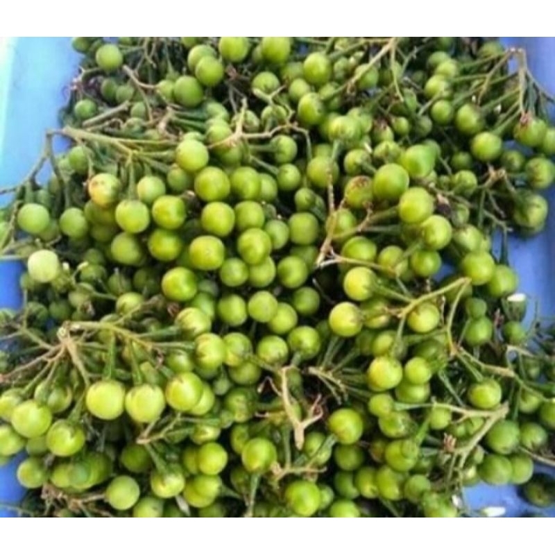 

Buah Takokak/cepokak 1kg