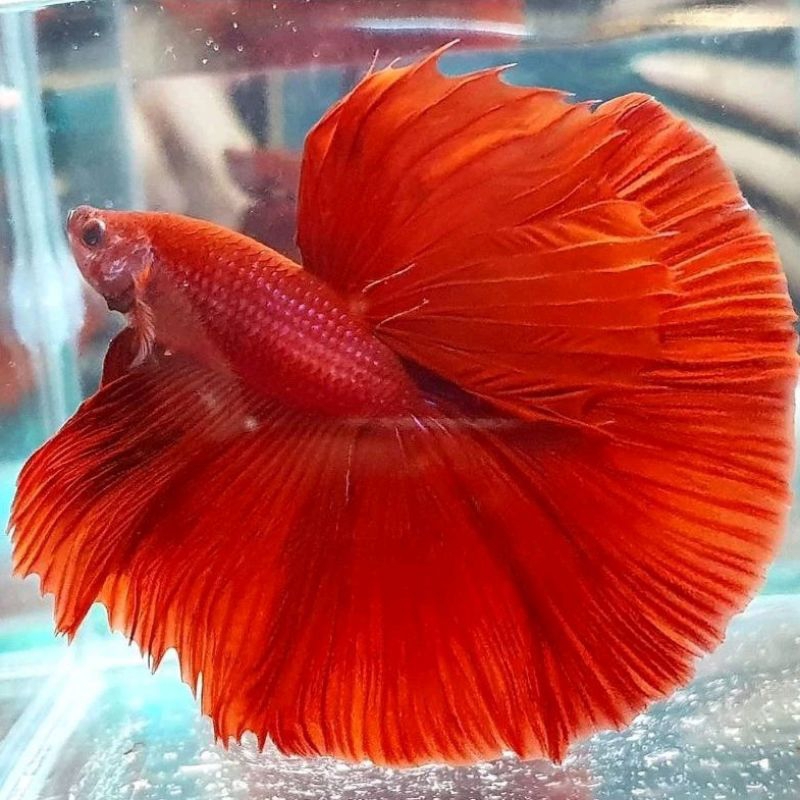 Ikan Cupang Halfmoon Rosetail Super Red Full Block Top Grade