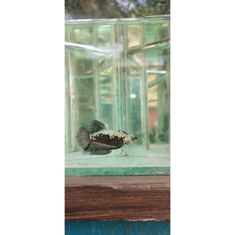 ikan cupang black samurai