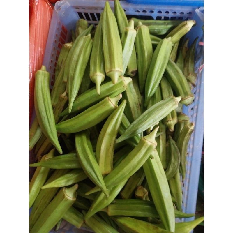

sayuran okra