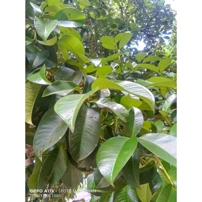 

250 g Daun Manggis Segar