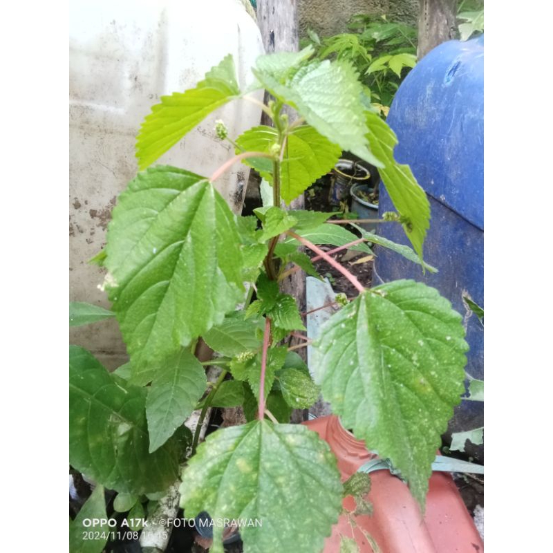 

Daun, Batang dan Akar Jelatang 300 g