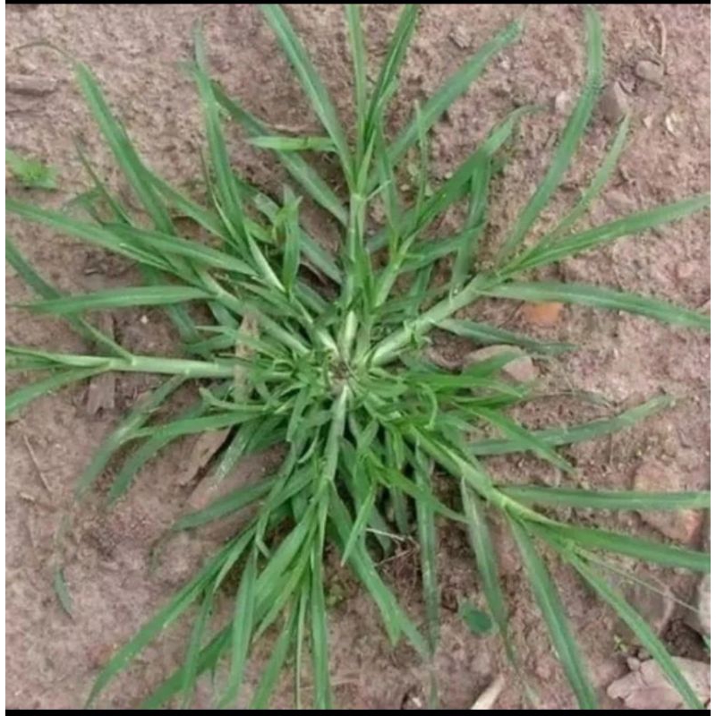 

tanaman belulang daun jampang segar 350g obat herbal,herbal alami,obat tradisional